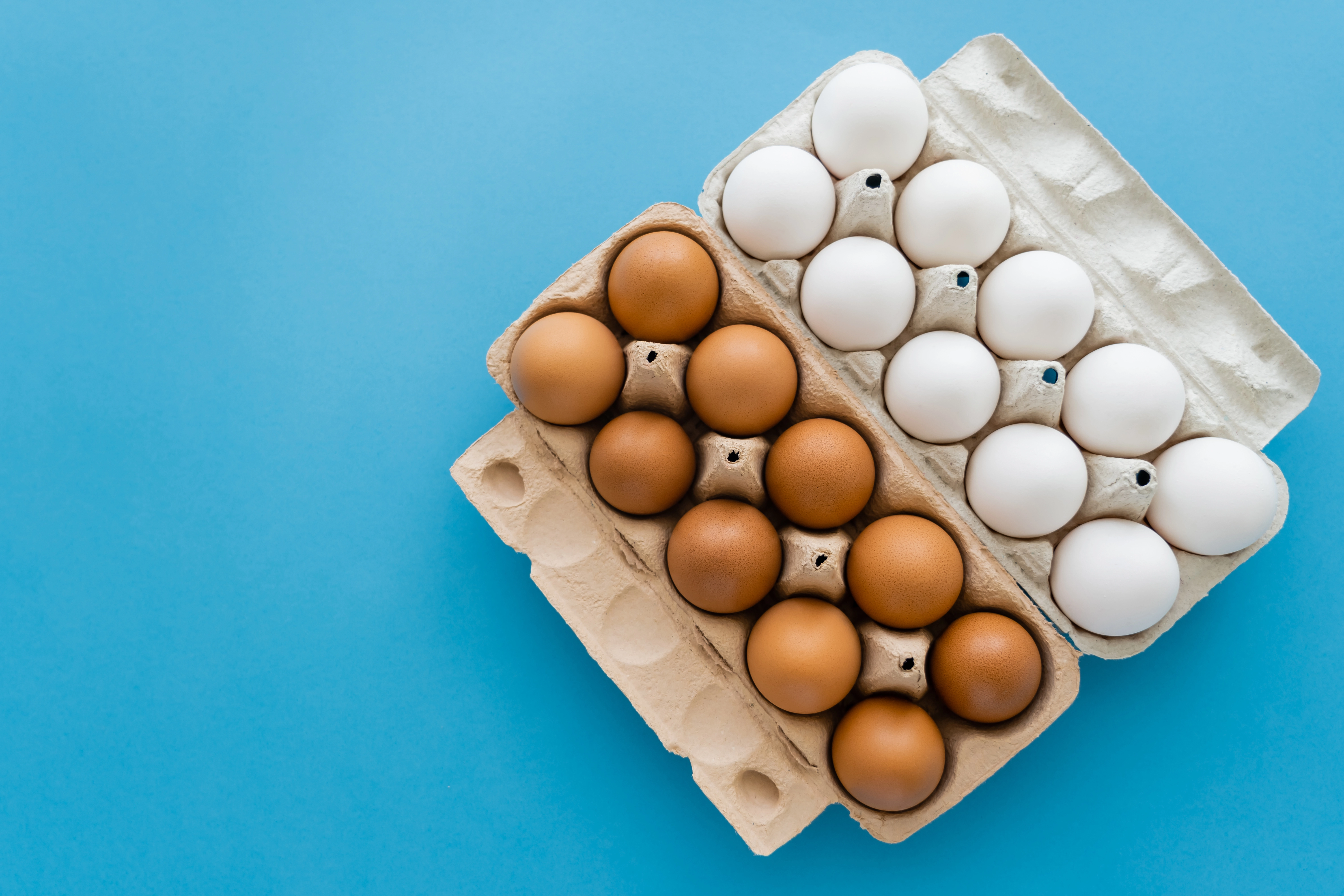 Egg